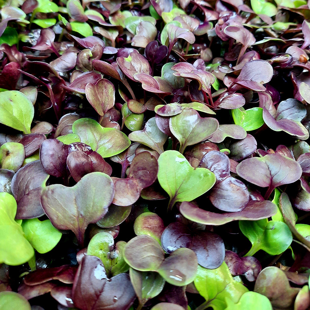Radish Microgreens (spray free)
