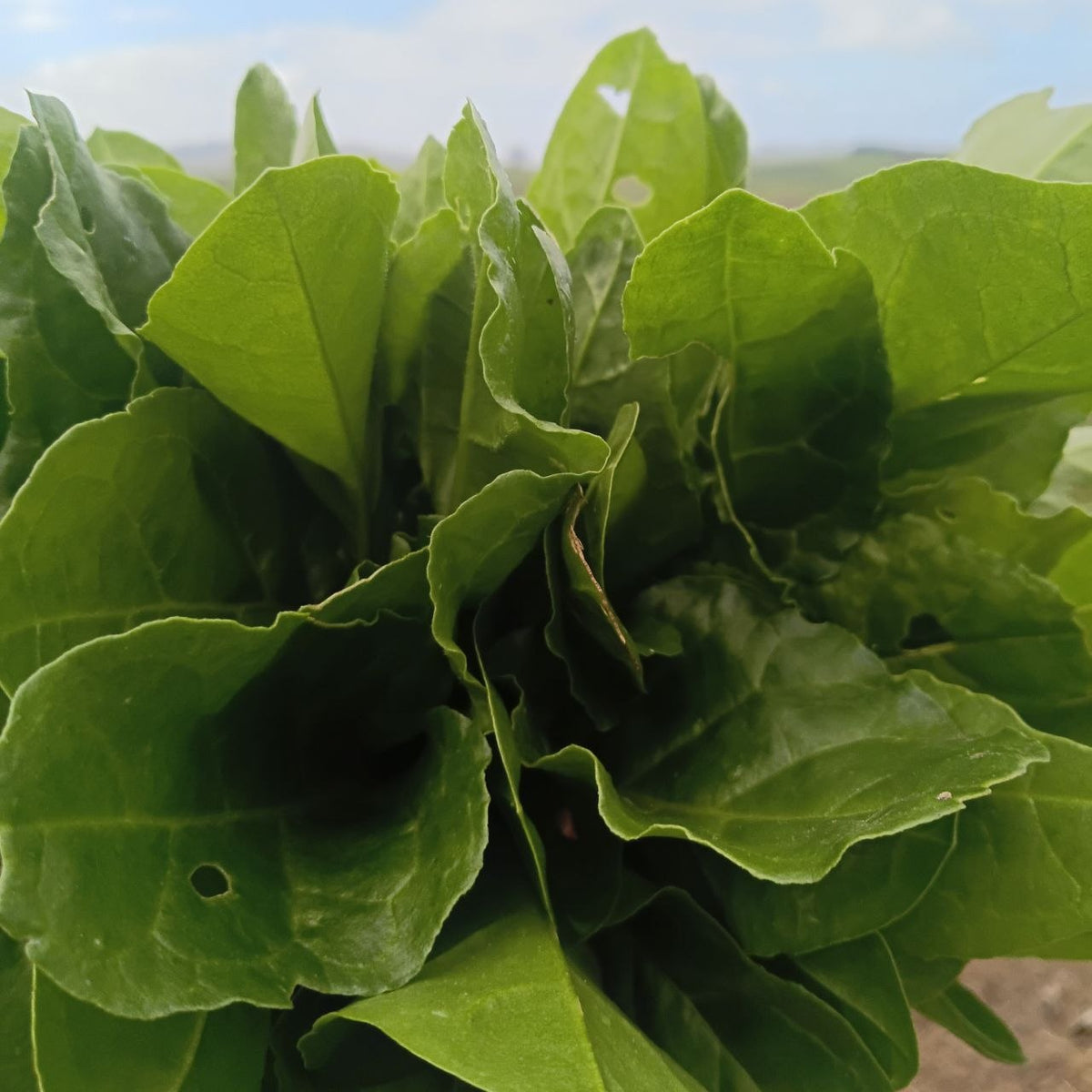 Spinach bunch from The Micro Farm