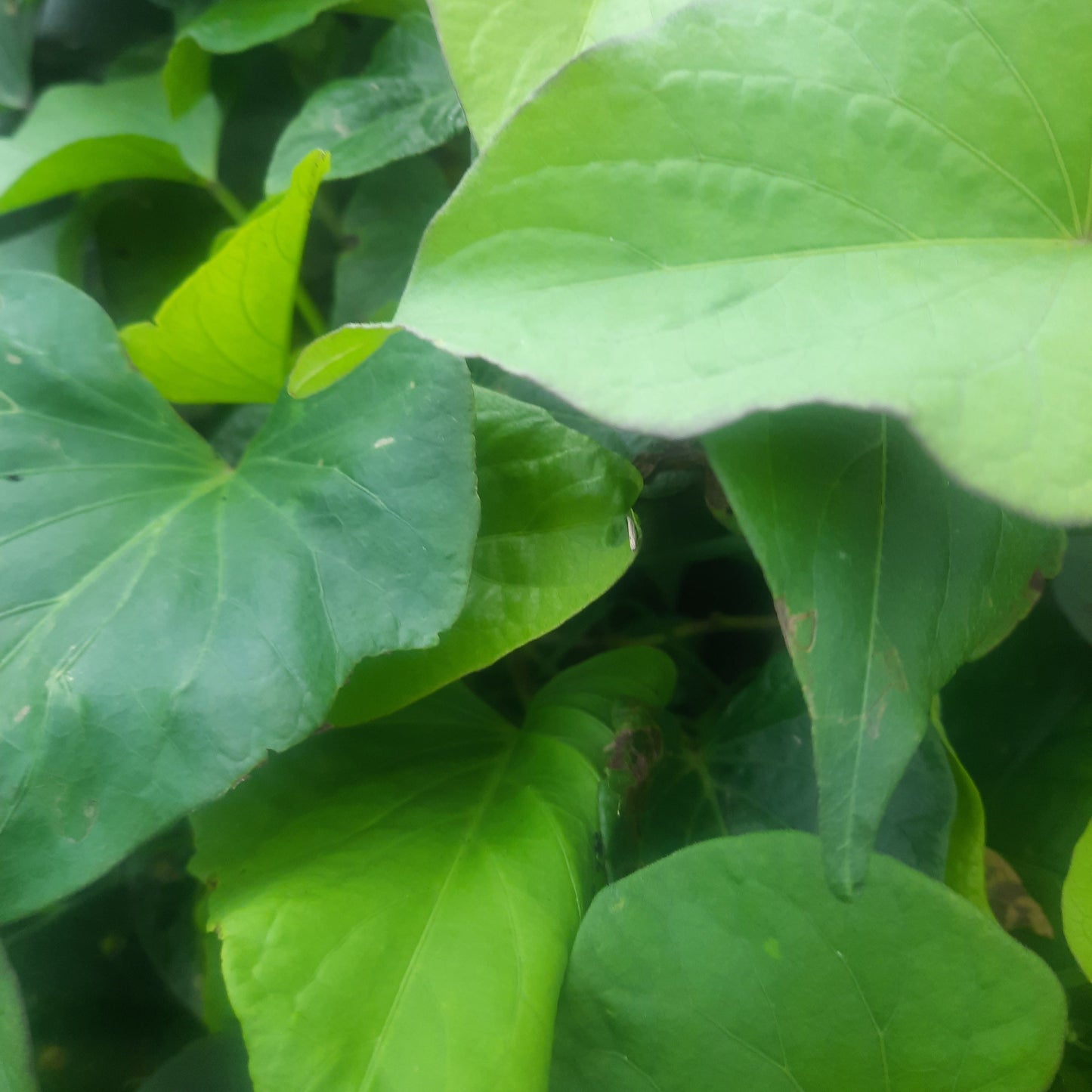 Kumera (Organic)