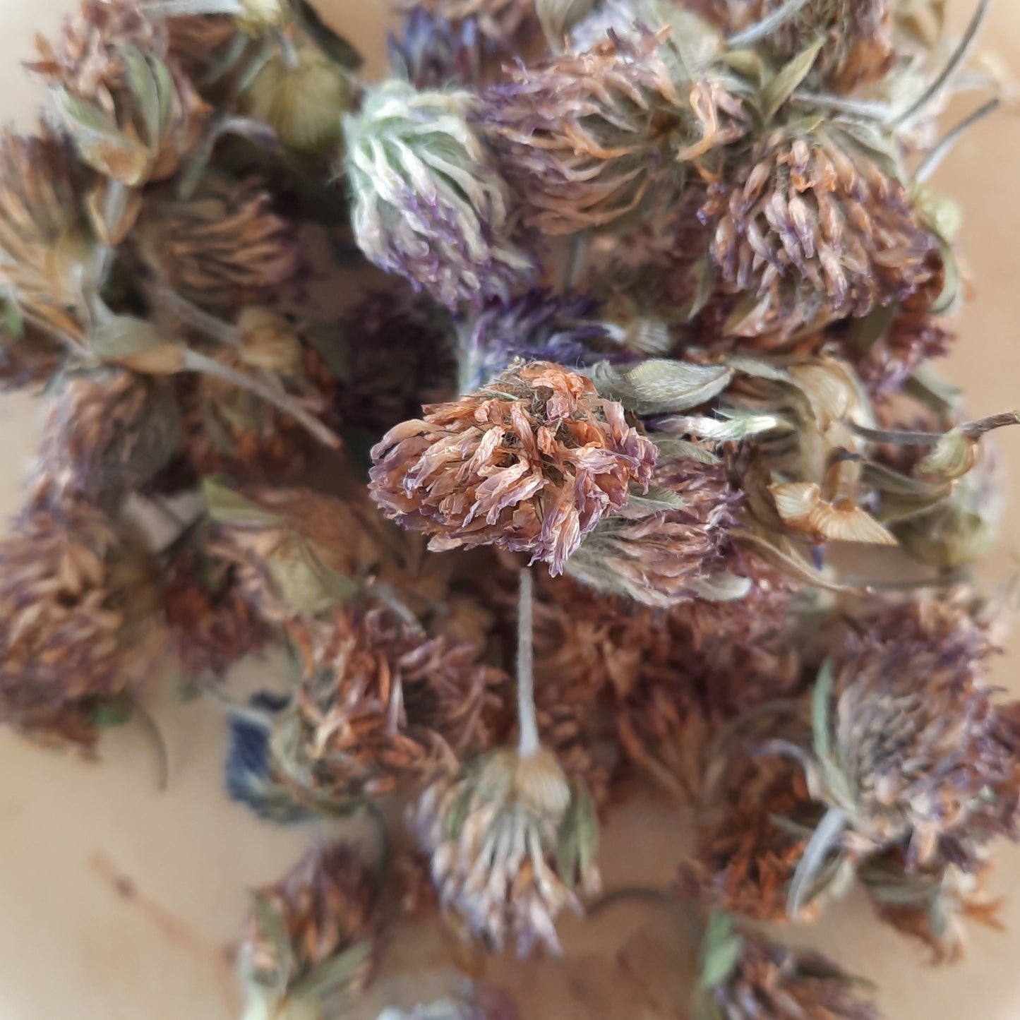 Red Clover Tea 10g - Waikato grown & spray free
