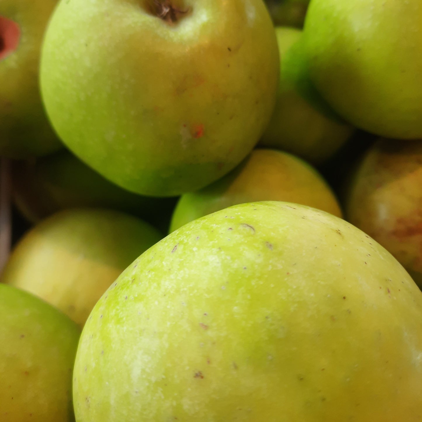 Apples - Granny Smith (Organic)