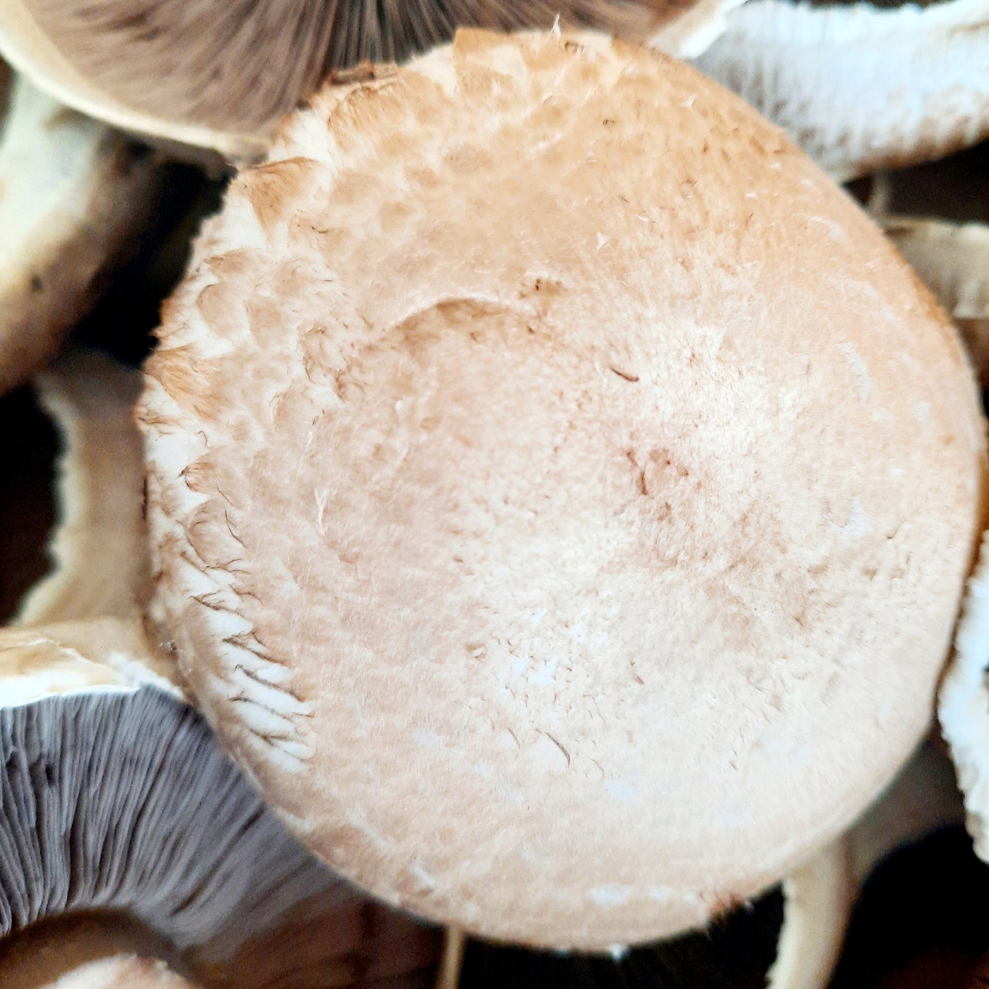 Mushrooms - Portabello (Organic)