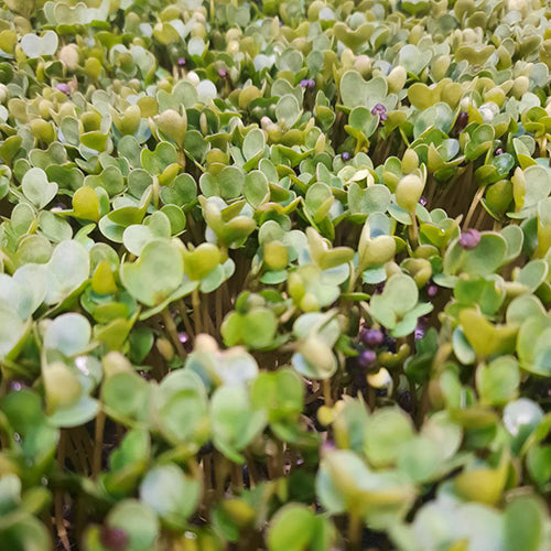 Why Microgreens are so Mighty