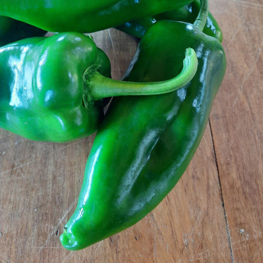 Capsicum