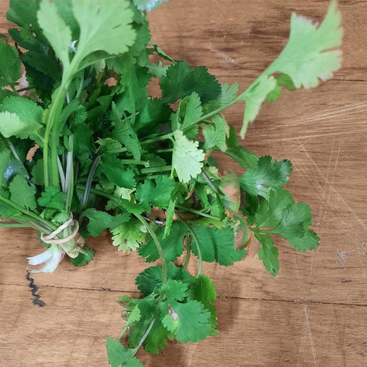 Coriander