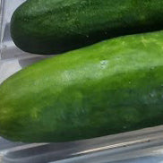 Cucumber