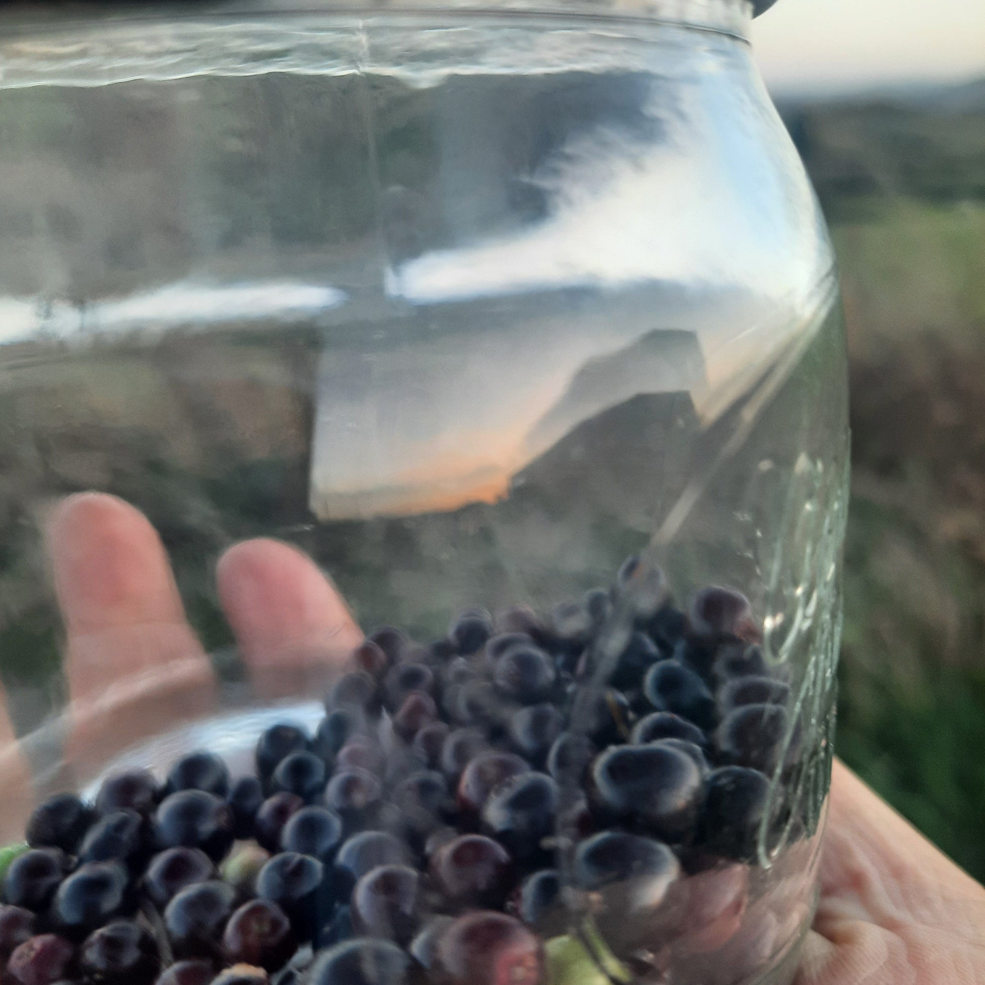 Freshly harvested elderberries in a glass jar