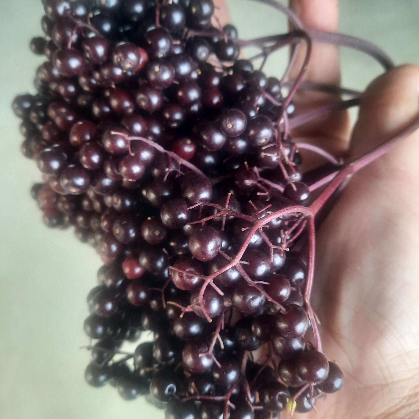 A bunch of fresh elderberries, purple in colour