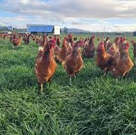 Chickens free range grazing in a spray free paddock