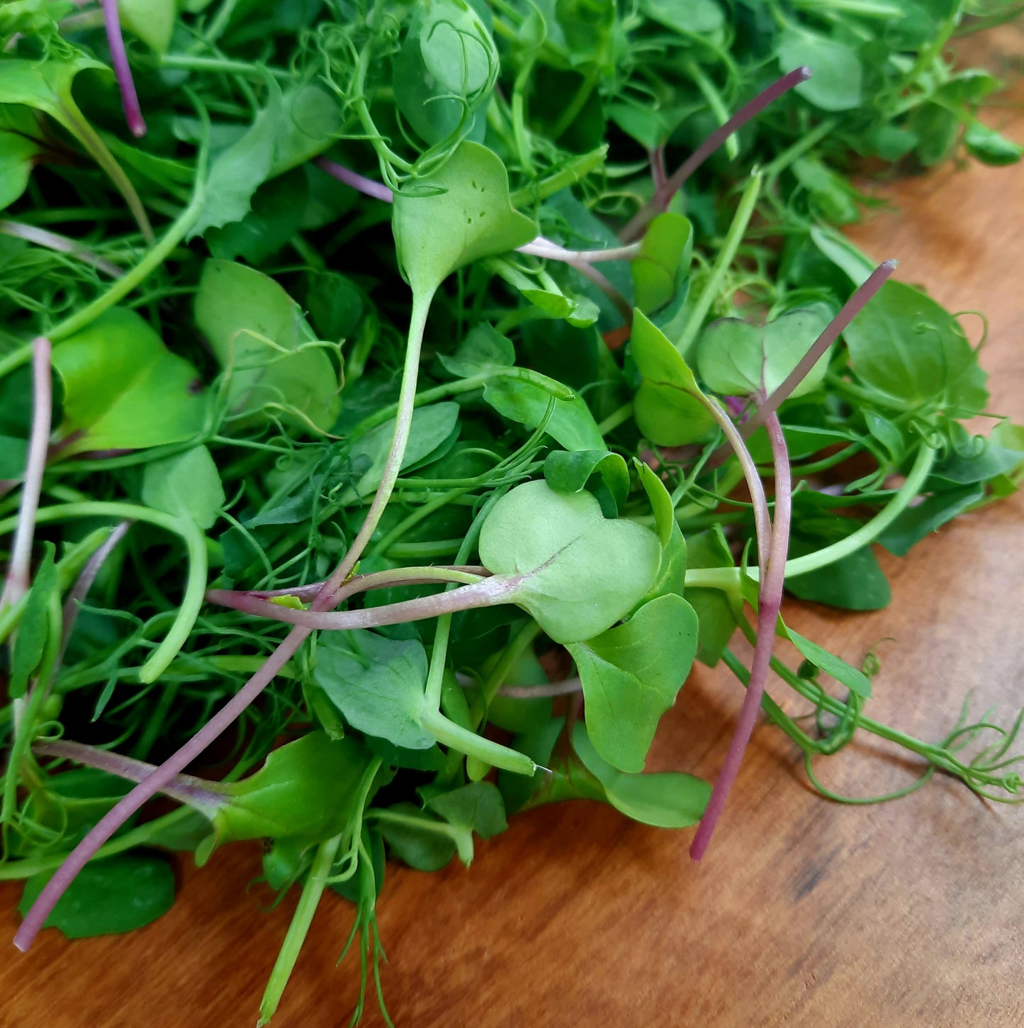 Microgreen Mix (spray free)