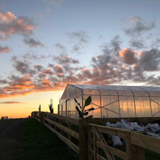 Greenhouse at sunset with a wooden fence and colorful sky