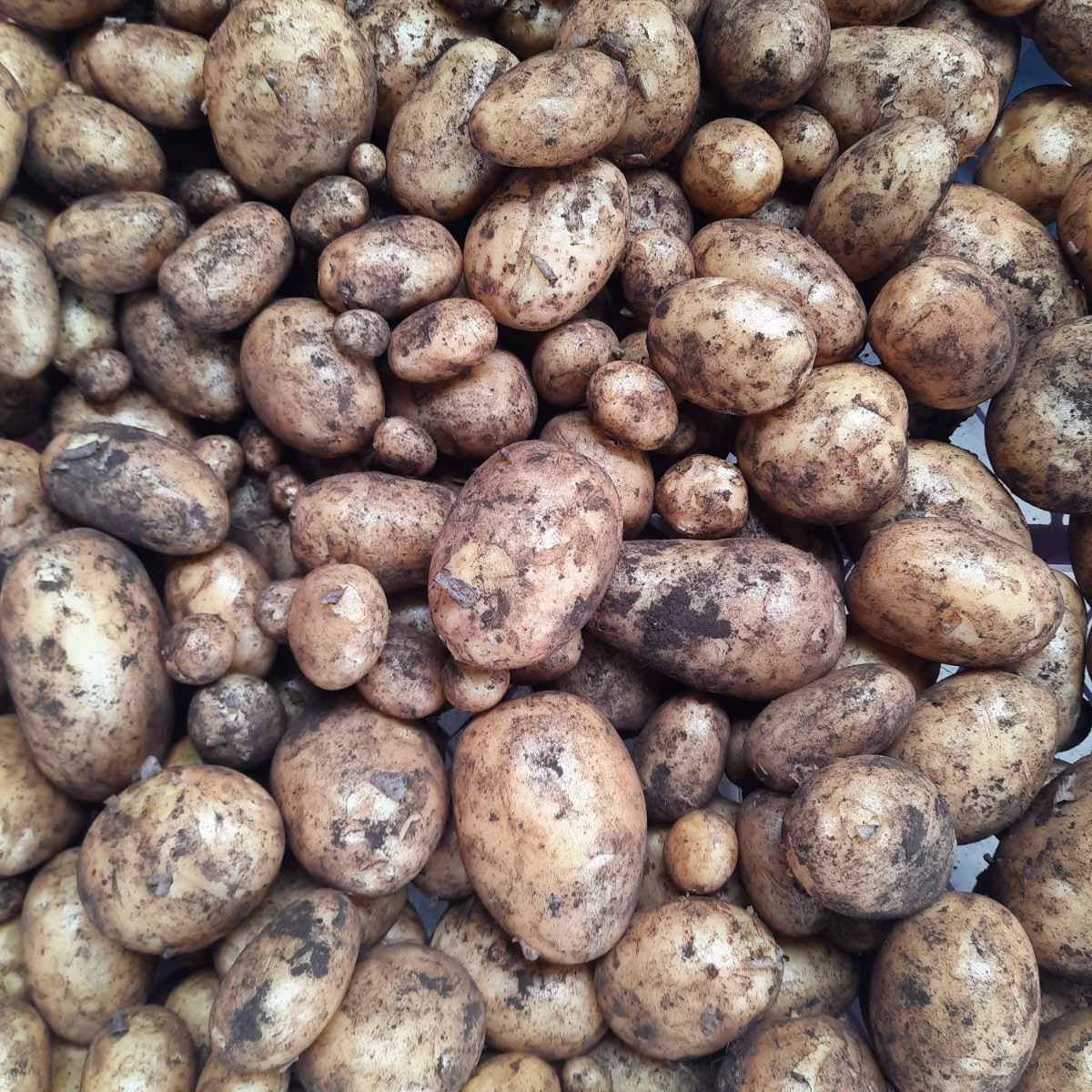 Close-up of a pile of brown potatoes