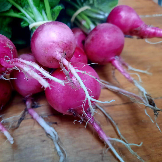 Radish