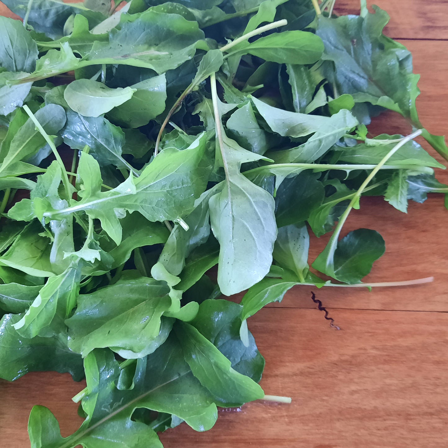 Rocket 90g (spray free)
