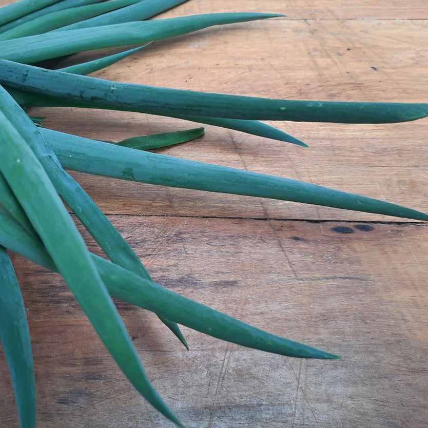 Spring onion (The Micro Farm)