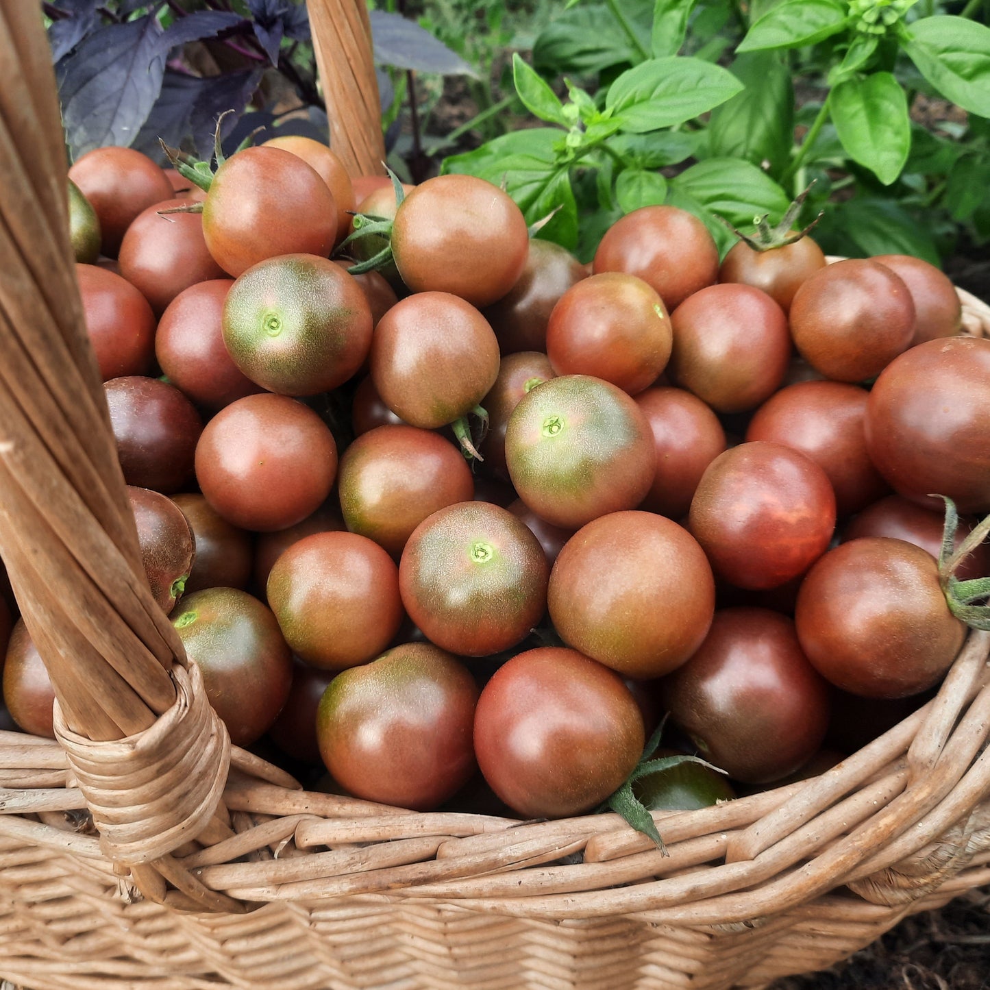 Black cherry tomatoes in woven basket with basil