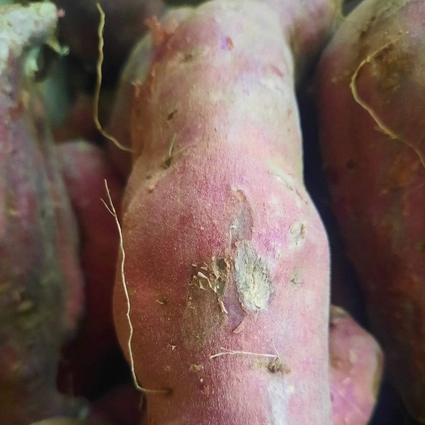 Kumera (Organic)