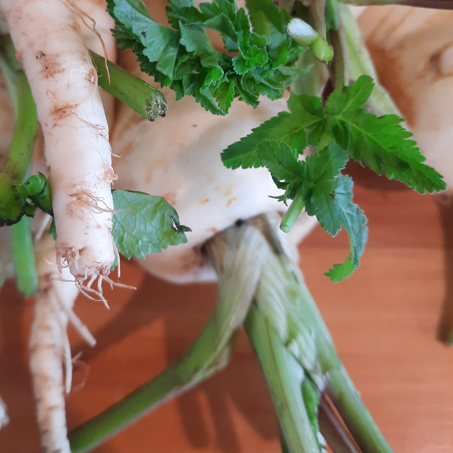 Parsnip (spray free) p/ 100g
