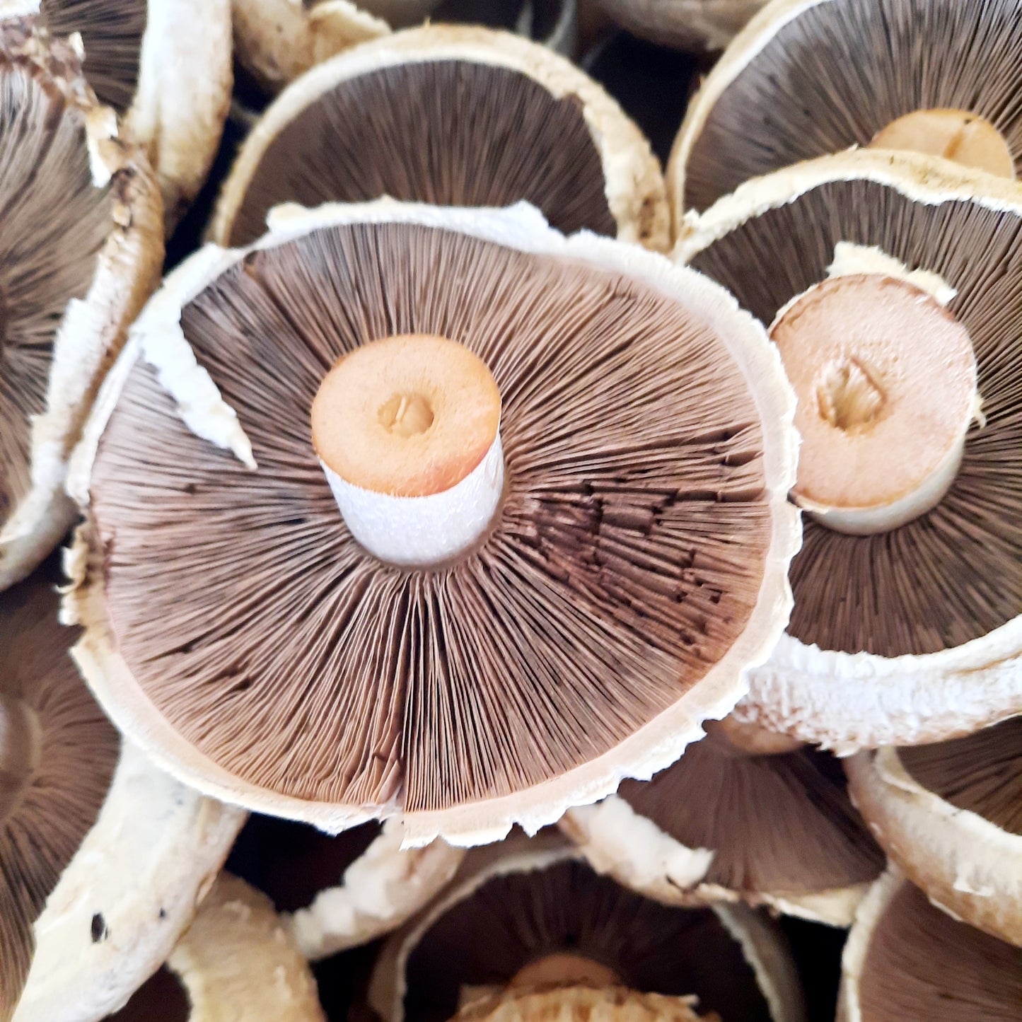 Mushrooms - Portabello (Organic)