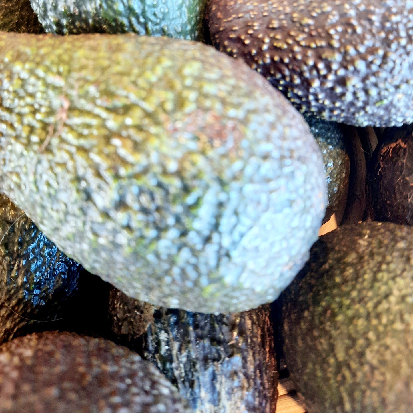 Avocados (Spray Free)