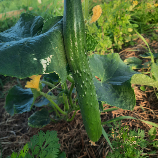 Cucumber (Little Pirongia Farms)